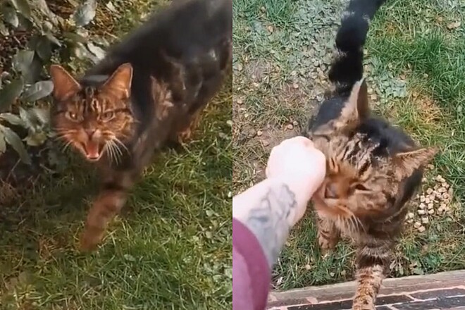 Jovem alimenta gato arisco sem se aproximar durante meses, até que algo acontece