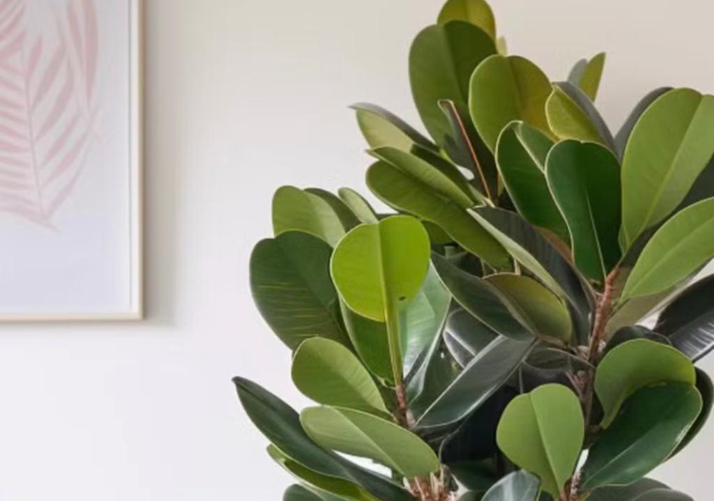 Adeus pó! Perfil no TikTok diz que essas plantas podem limpar a casa para você!