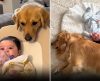 Mesmo com medo de nebulizador, cão fica ao lado para cuidar de bebê doente - Jornal da Franca