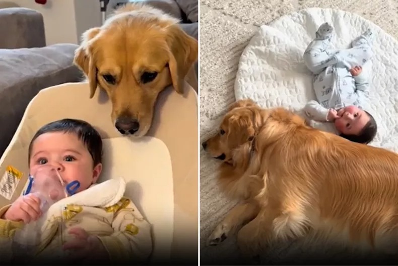 Mesmo com medo de nebulizador, cão fica ao lado para cuidar de bebê doente