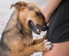 Conheça as raças de cães que se destacam pelo zelo: são “chicletinhos” dos tutores - Jornal da Franca