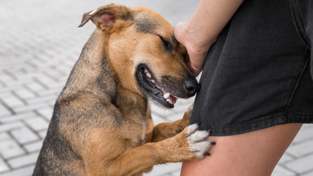 Conheça as raças de cães que se destacam pelo zelo: são “chicletinhos” dos tutores
