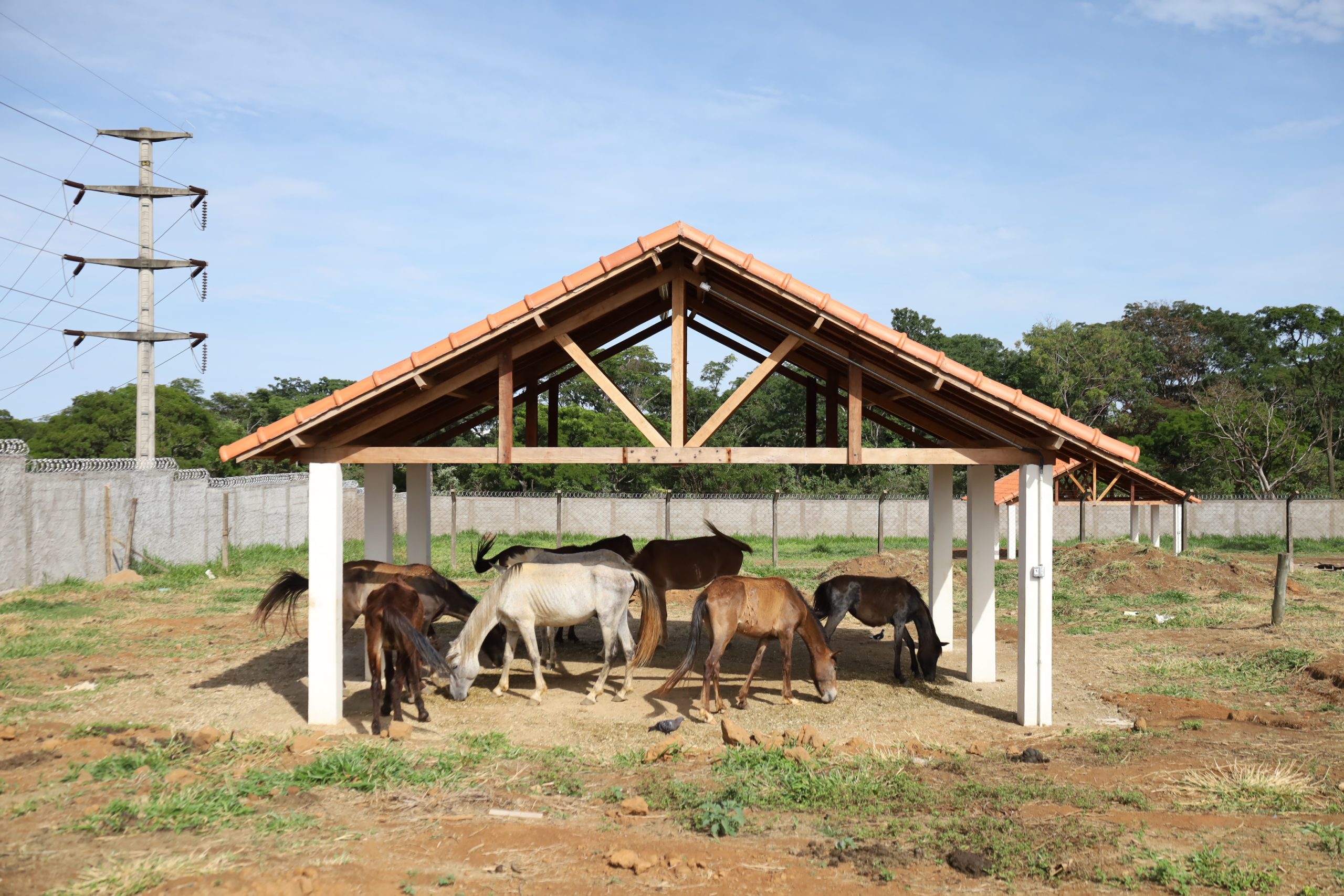 Canil Municipal de Franca realiza último leilão de animais de 2023 no dia 20