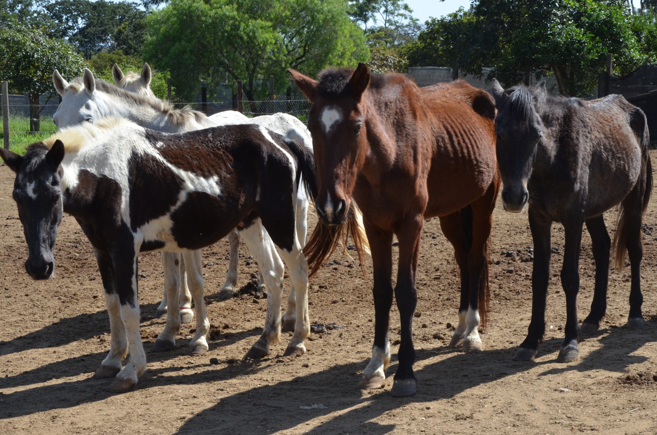 Canil Municipal de Franca realiza último leilão de animais de grande porte de 2023