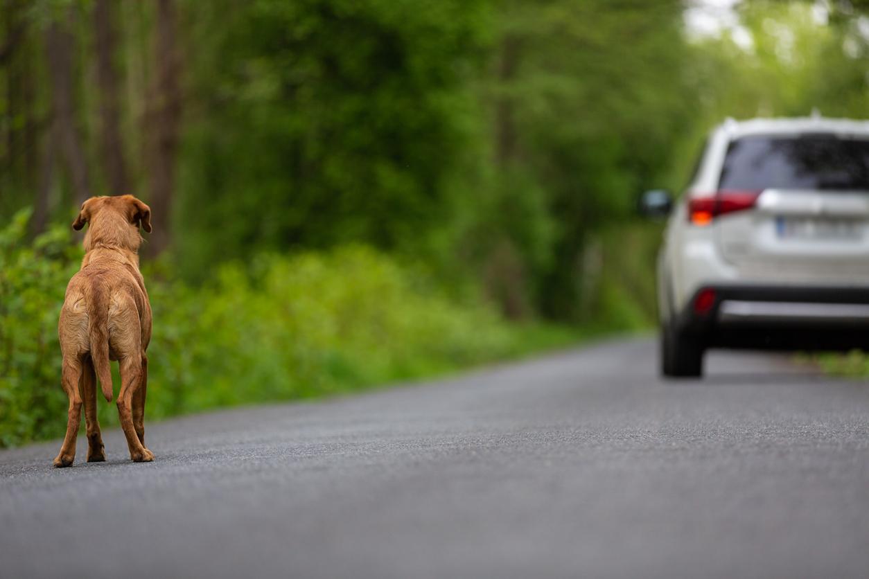 Por que os cachorros correm atrás dos carros? Você vai descobrir agora!