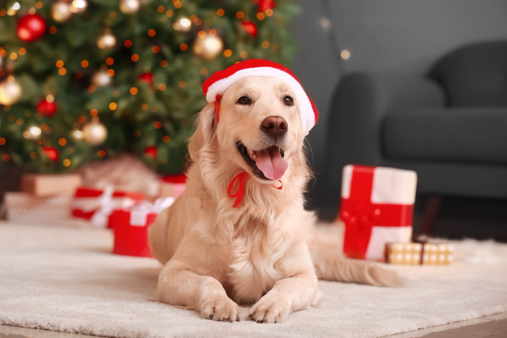 Prevenção é a palavra-chave para os pets aproveitarem as programações de fim de ano