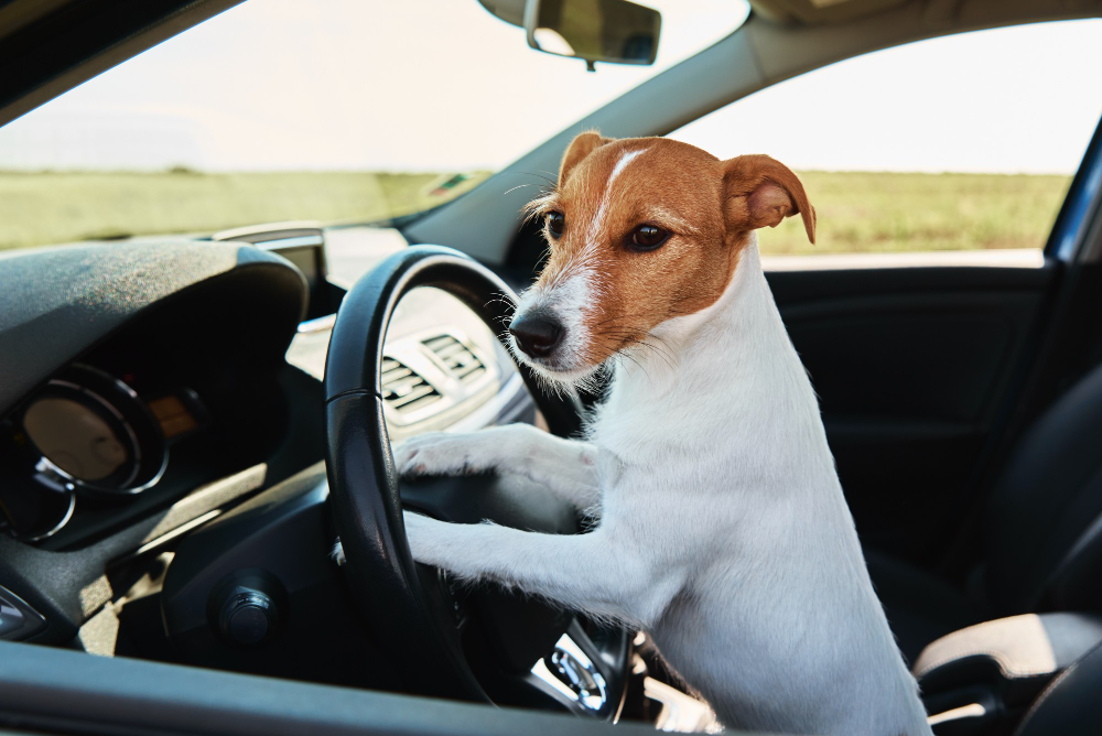 Dicas para férias tranquilas para pets e tutores: checklist de medidas de segurança