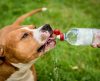 Pets podem morrer de calor? Veterinária dá dicas de cuidados no verão - Jornal da Franca
