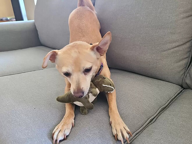 Veterinário não para de rir ao descobrir “superpoder” de cachorrinha de cliente