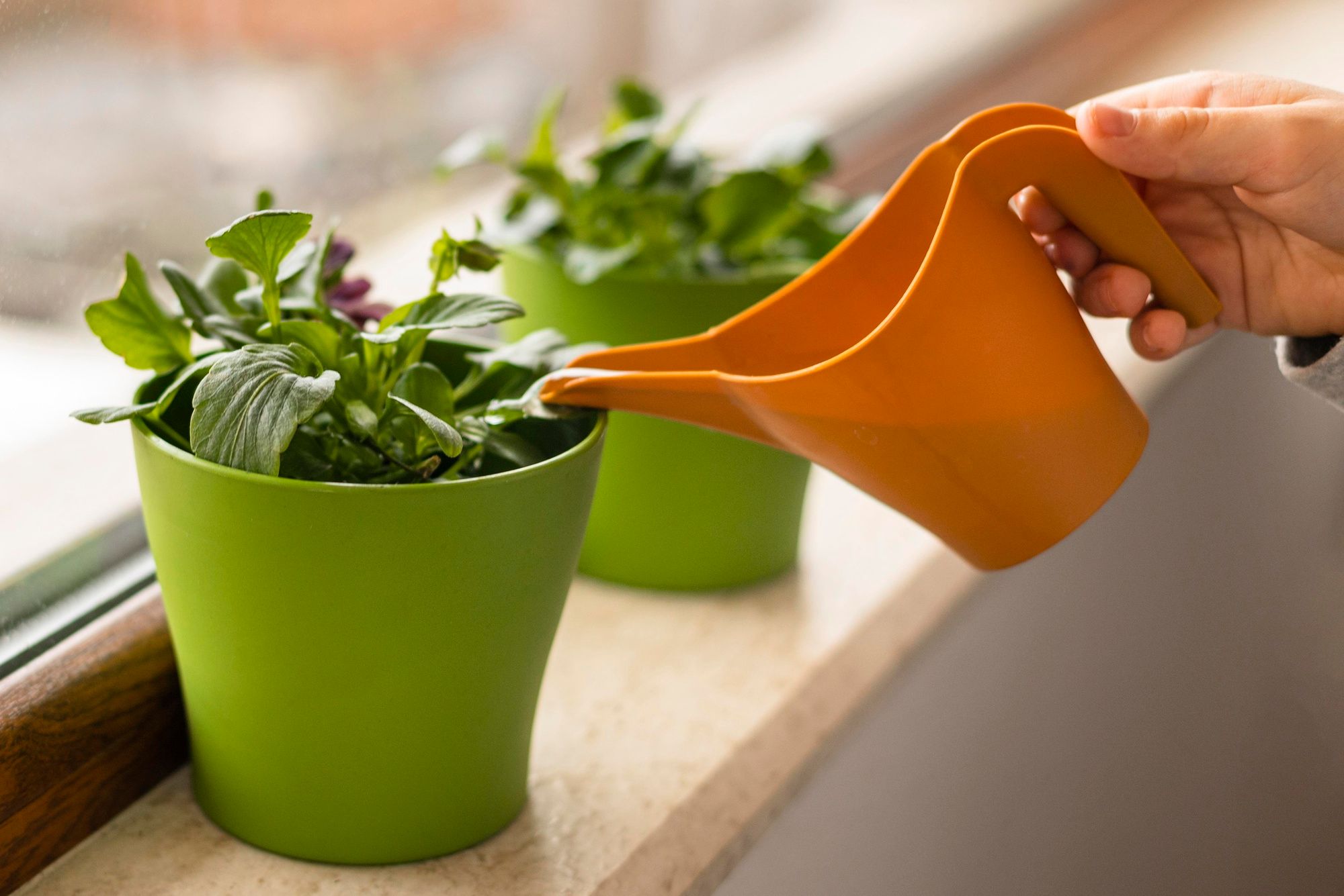 Uma xícara por mês deste ingrediente e suas plantas florescerão o ano inteiro