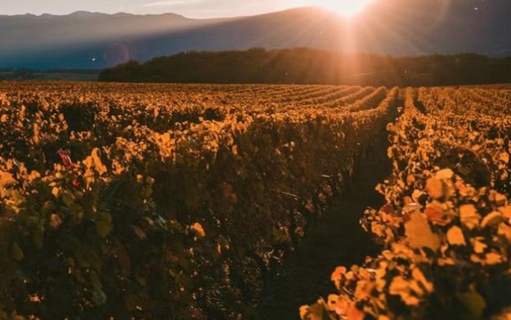 Vinho tinto escolhido o melhor do Brasil é feito por francanos em terras mineiras
