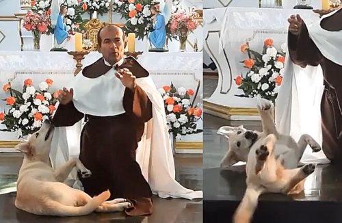 Devoto? Cãozinho amistoso participa de missa e ainda brinca com batina de padre - Jornal da Franca