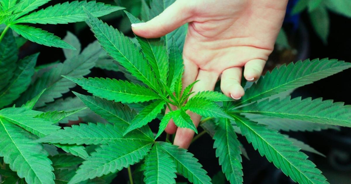 Estudos afirmam que uso constante de maconha piora qualidade do sêmen masculino