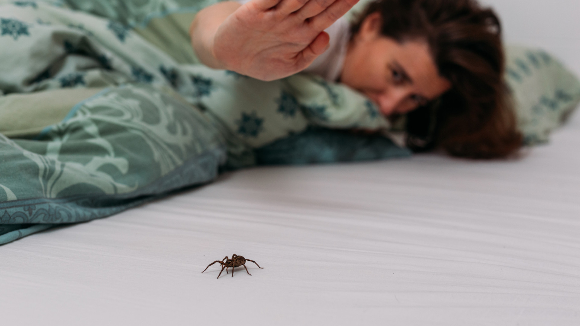 Aranhas: aprenda como manter esses insetos bem longe do seu quarto!