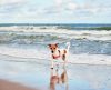 Vale a pena aproveitar a praia com seu pet: Dicas para uma experiência divertida - Jornal da Franca