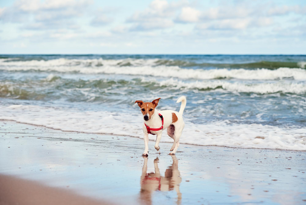 Vale a pena aproveitar a praia com seu pet: Dicas para uma experiência divertida