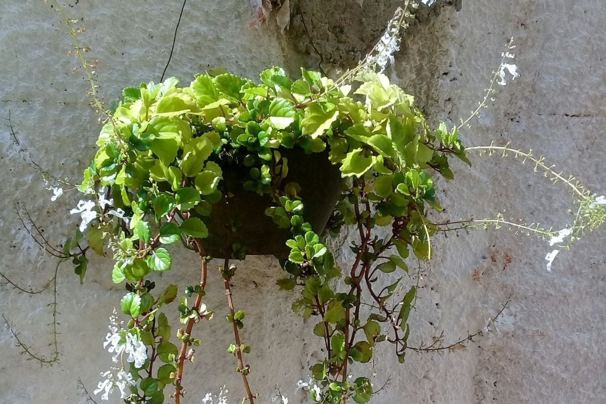Se você possui esta planta em sua casa, mal sabe a sorte que tem nas mãos