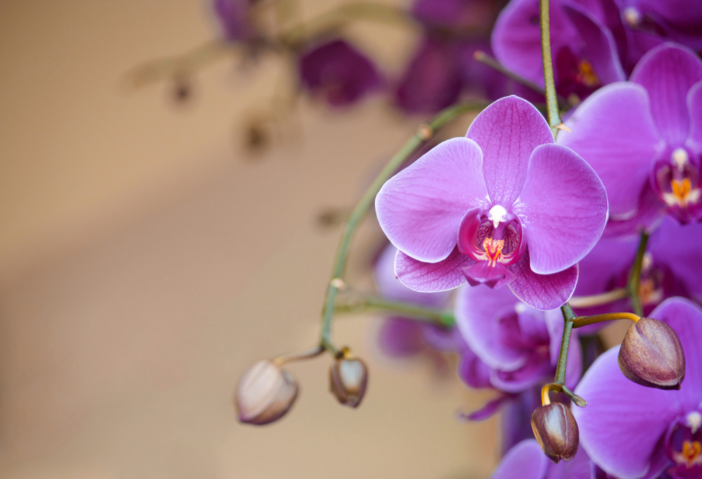 Use este fertilizante natural para obter flores saudáveis durante todo o ano