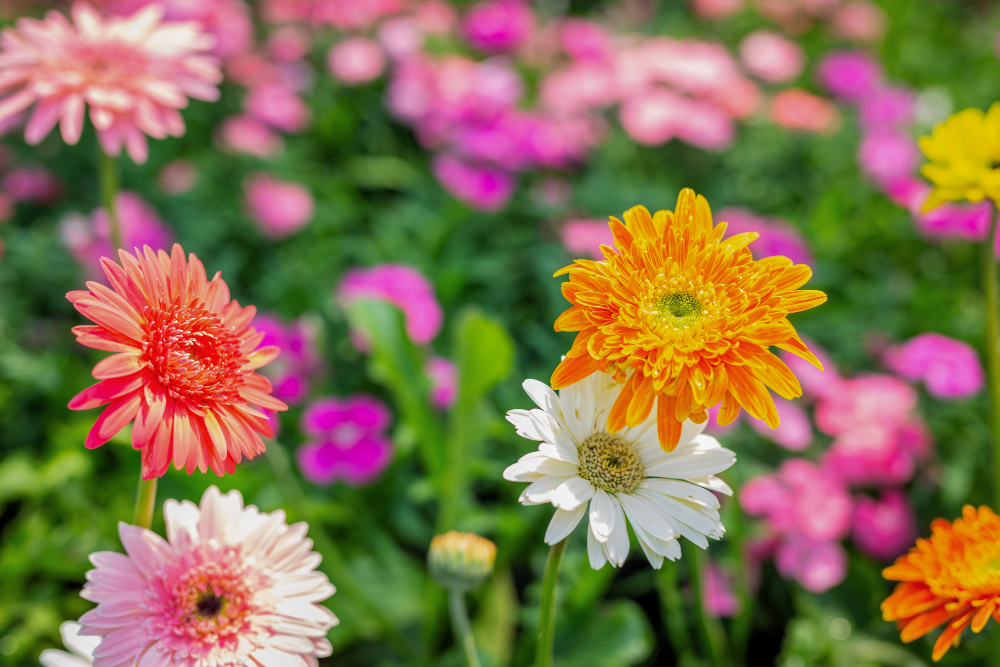 Quem tem estas duas plantas no jardim de casa atrai mais borboletas que o normal