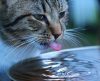 Seu gato precisa beber mais água? Veja dicas de especialista para essa situação - Jornal da Franca