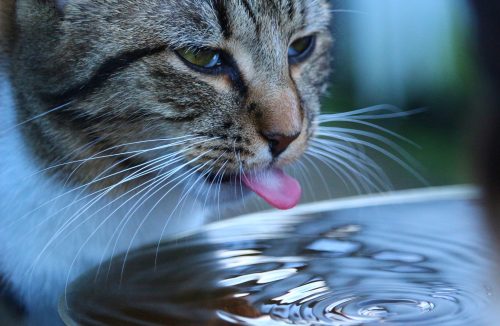 Seu gato precisa beber mais água? Veja dicas de especialista para essa situação - Jornal da Franca