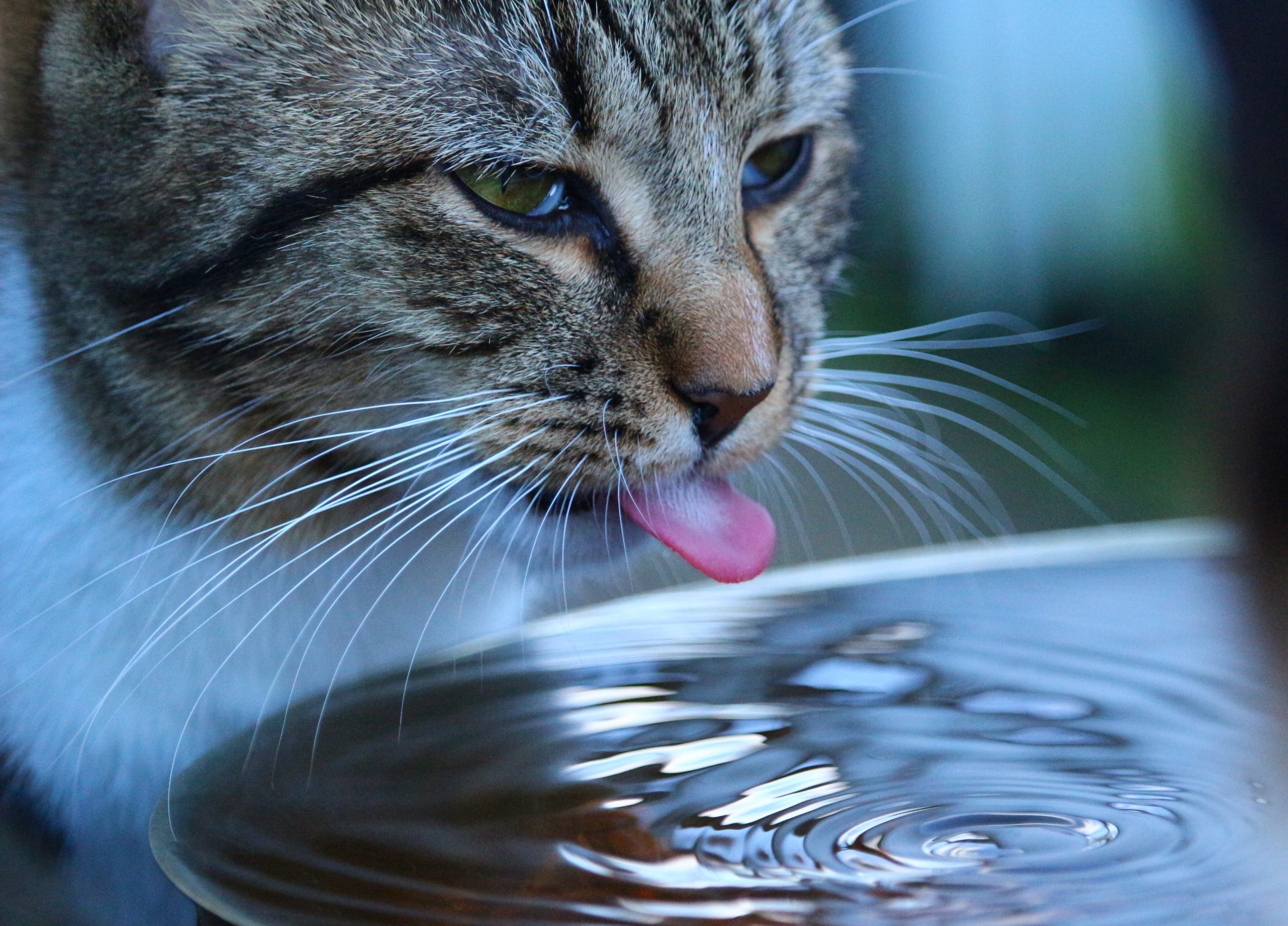 Seu gato precisa beber mais água? Veja dicas de especialista para essa situação