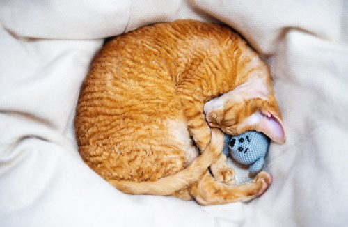 Seu gato dorme de barriga para cima ou enrolado? Saiba o que significa! - Jornal da Franca