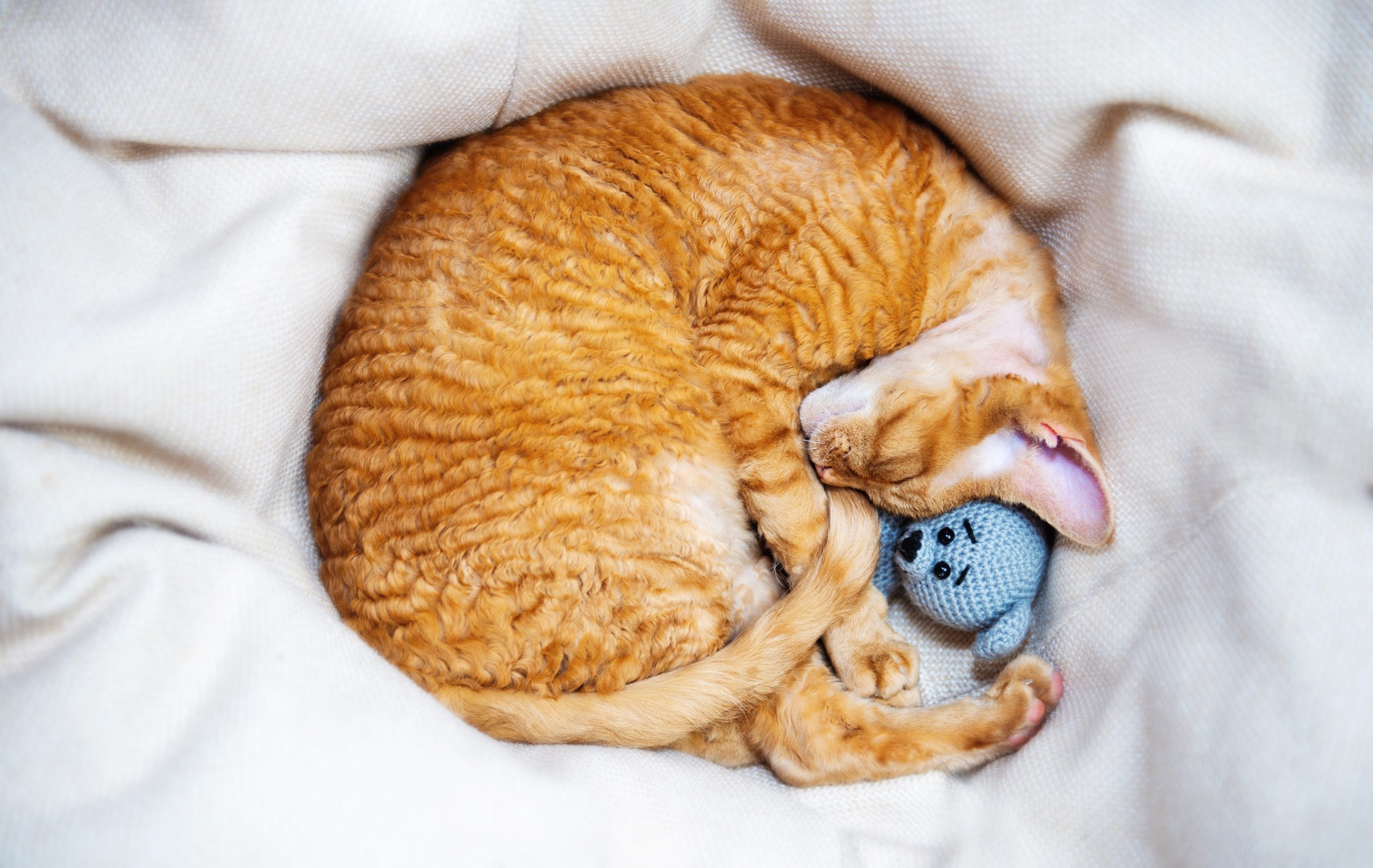 Seu gato dorme de barriga para cima ou enrolado? Saiba o que significa!