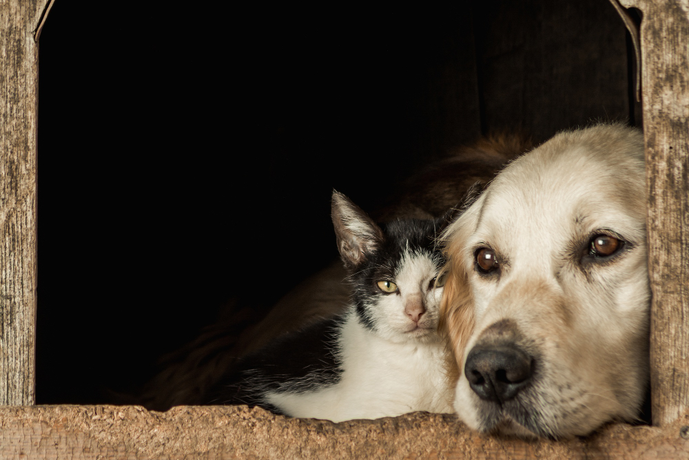 Ansiedade de separação em pets: saiba como reconhecer os sinais