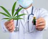 Marco Legal da Cannabis pode permitir o plantio caseiro para fins medicinais - Jornal da Franca