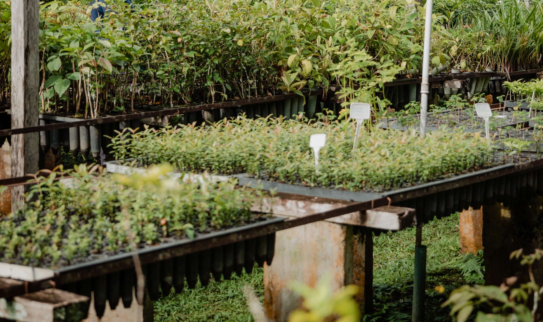 Plantas medicinais e suas aplicações: Franca abre inscrições para oficina gratuita