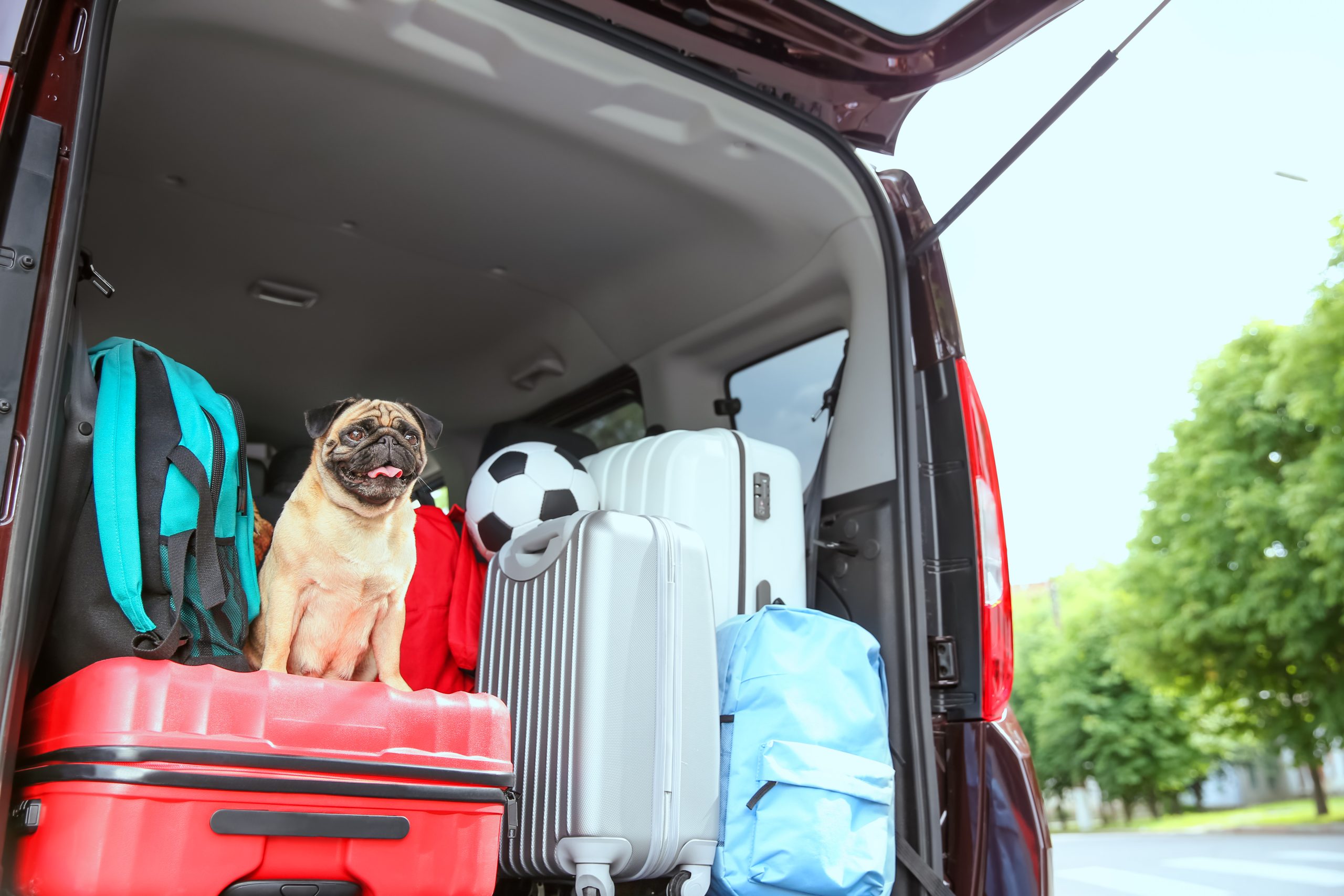 Vai viajar com seu pet? Veja dicas para fazer uma viagem segura