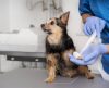 Unifran tem palestras gratuitas sobre Ciência Animal com especialistas veterinários - Jornal da Franca