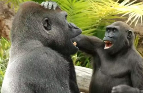 Macacos têm senso de humor e suas brincadeiras fofas viram vídeo científico - Jornal da Franca