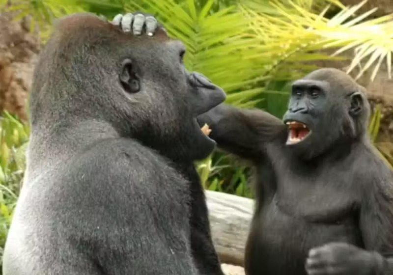 Macacos têm senso de humor e suas brincadeiras fofas viram vídeo científico