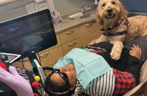 Auxiliar especial: Golden acalma pacientes que têm medo do consultório de dentista - Jornal da Franca