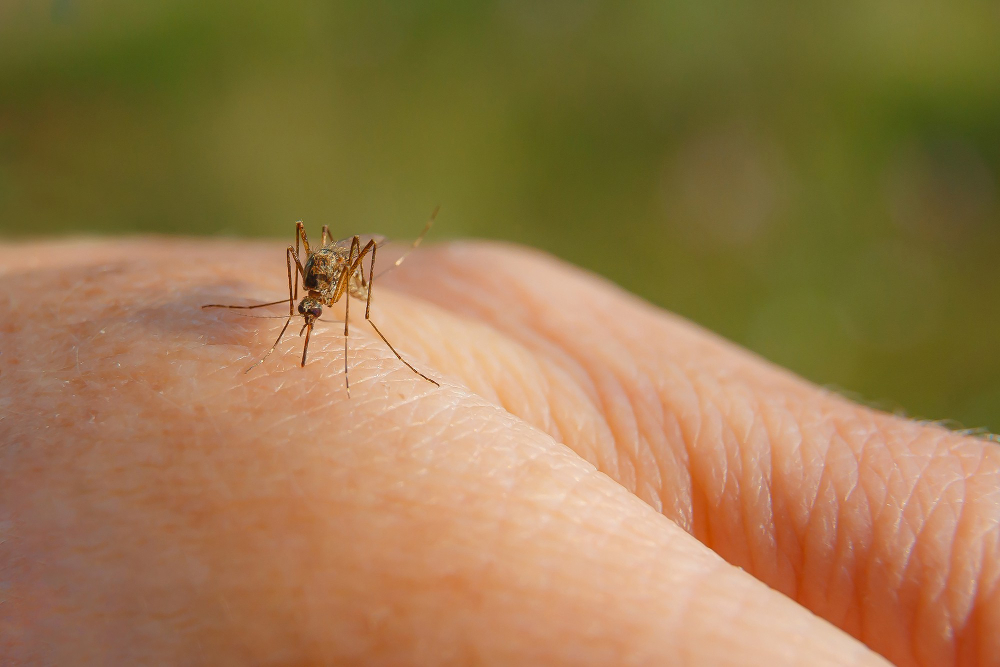 Funcionários dos PS e das UPA’s de Franca foram treinados para identificar dengue