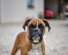 É verdade que cachorro que late não morde? Entenda as ameaças caninas - Jornal da Franca
