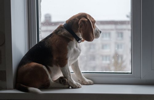 Depressão e ansiedade em animais: saiba diferenciar e como ajudar os pets - Jornal da Franca