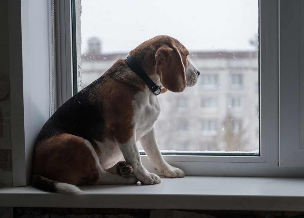 Ansiedade de separação: saiba como lidar com pets que não ficam sozinhos