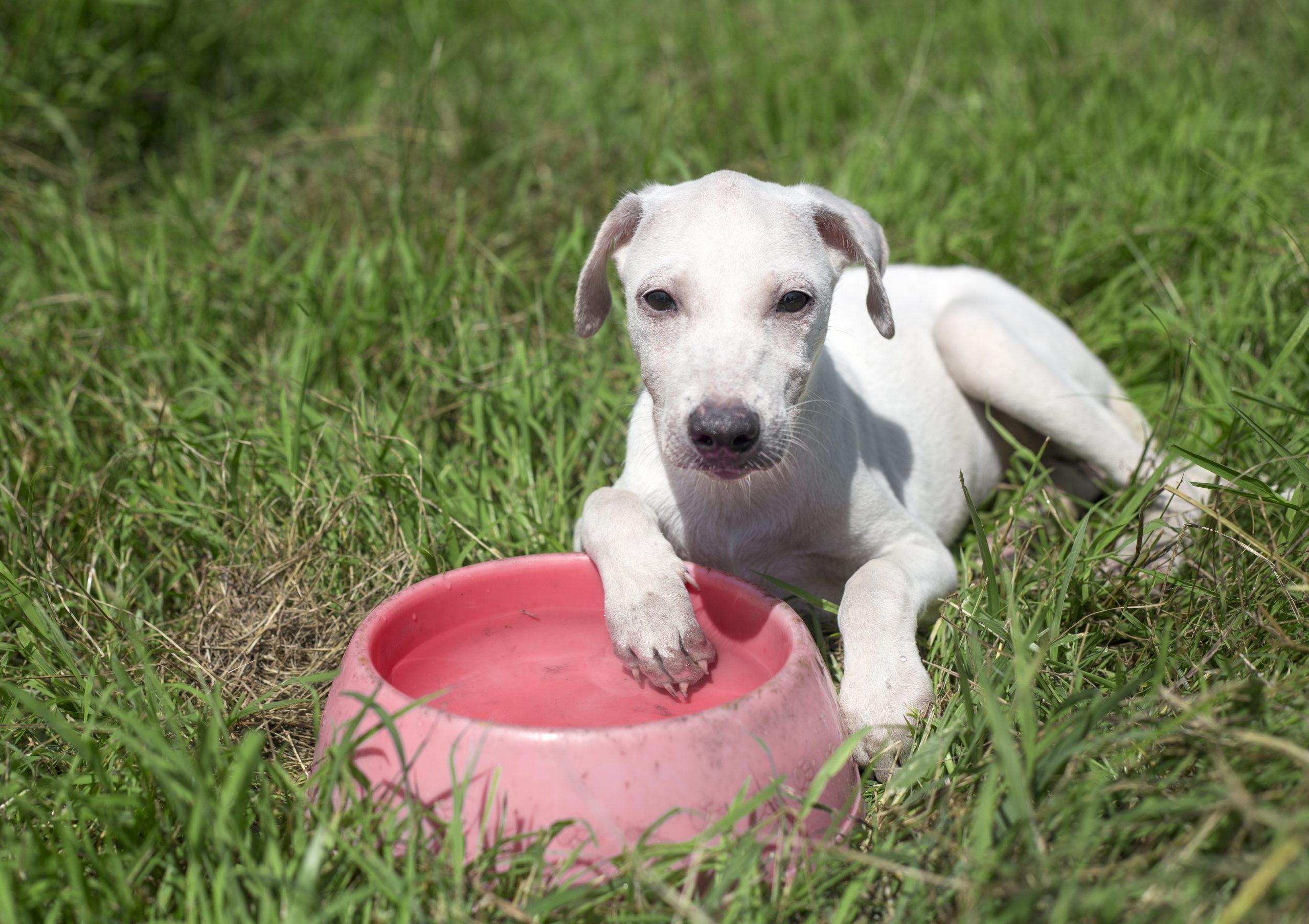 Pote de água de pets pode abrigar mosquito da dengue; veja como fazer limpeza
