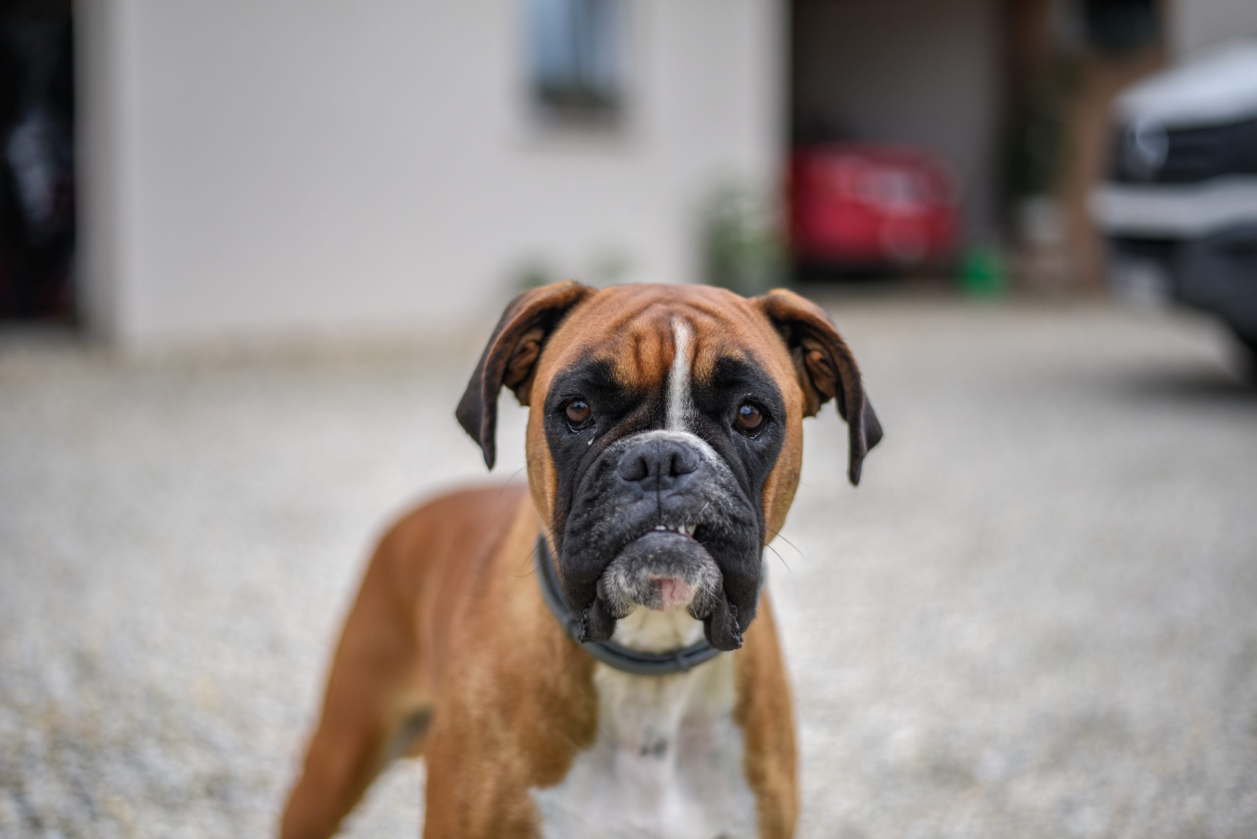 É verdade que cachorro que late não morde? Entenda as ameaças caninas