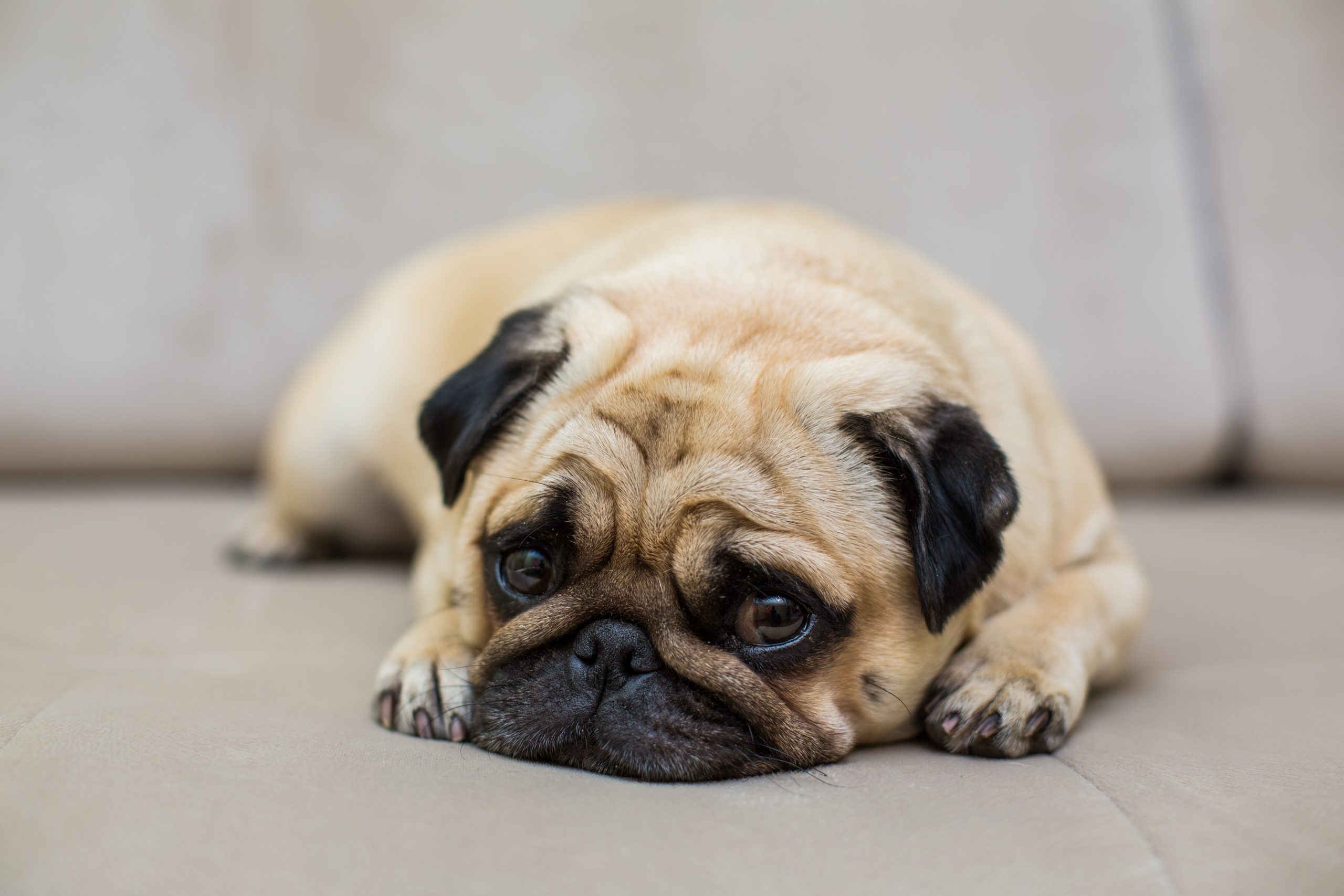 Transtornos mentais e emocionais em pets: como reconhecer?