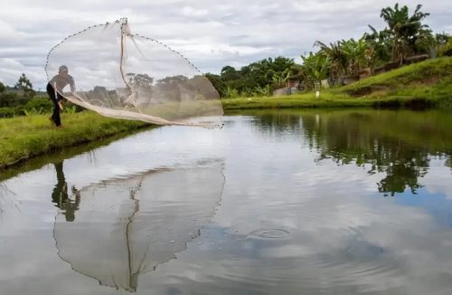 Repleto de rios e represas, Brasil estava importando tilápias do Vietnam - Jornal da Franca