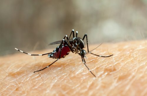 Dengue: automedicação pode agravar a doença e levar a óbito - Jornal da Franca