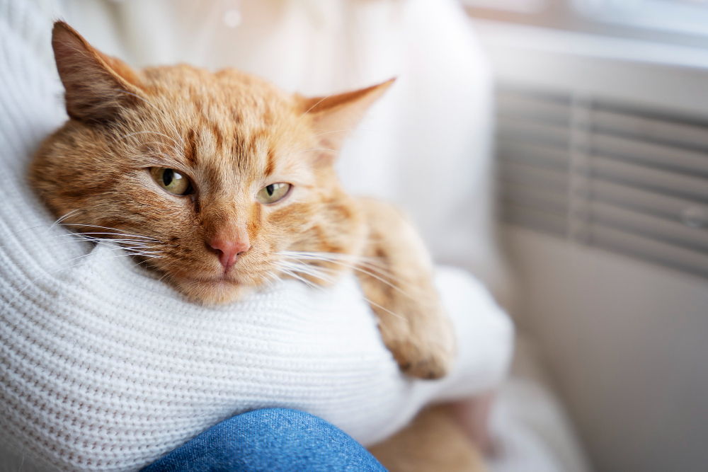 O que seu gato tenta te dizer quando mia? Descubra com a Inteligência Artificial