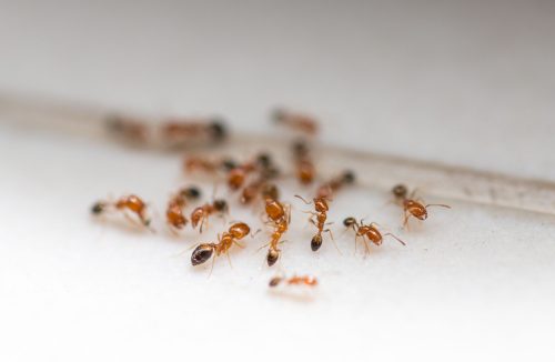 Infestação de formigas na pia da cozinha? Faça esta mistura caseira de sucesso - Jornal da Franca