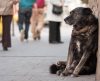 Governo estadual quer saber como Franca conduz a política com animais de rua - Jornal da Franca