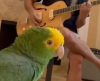 “Papagaio rock and roll”: ave solta a voz em um desempenho que surpreende - Jornal da Franca