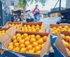 Estado de SP lidera produção de frutas no Brasil: mais de 14 milhões de toneladas - Jornal da Franca